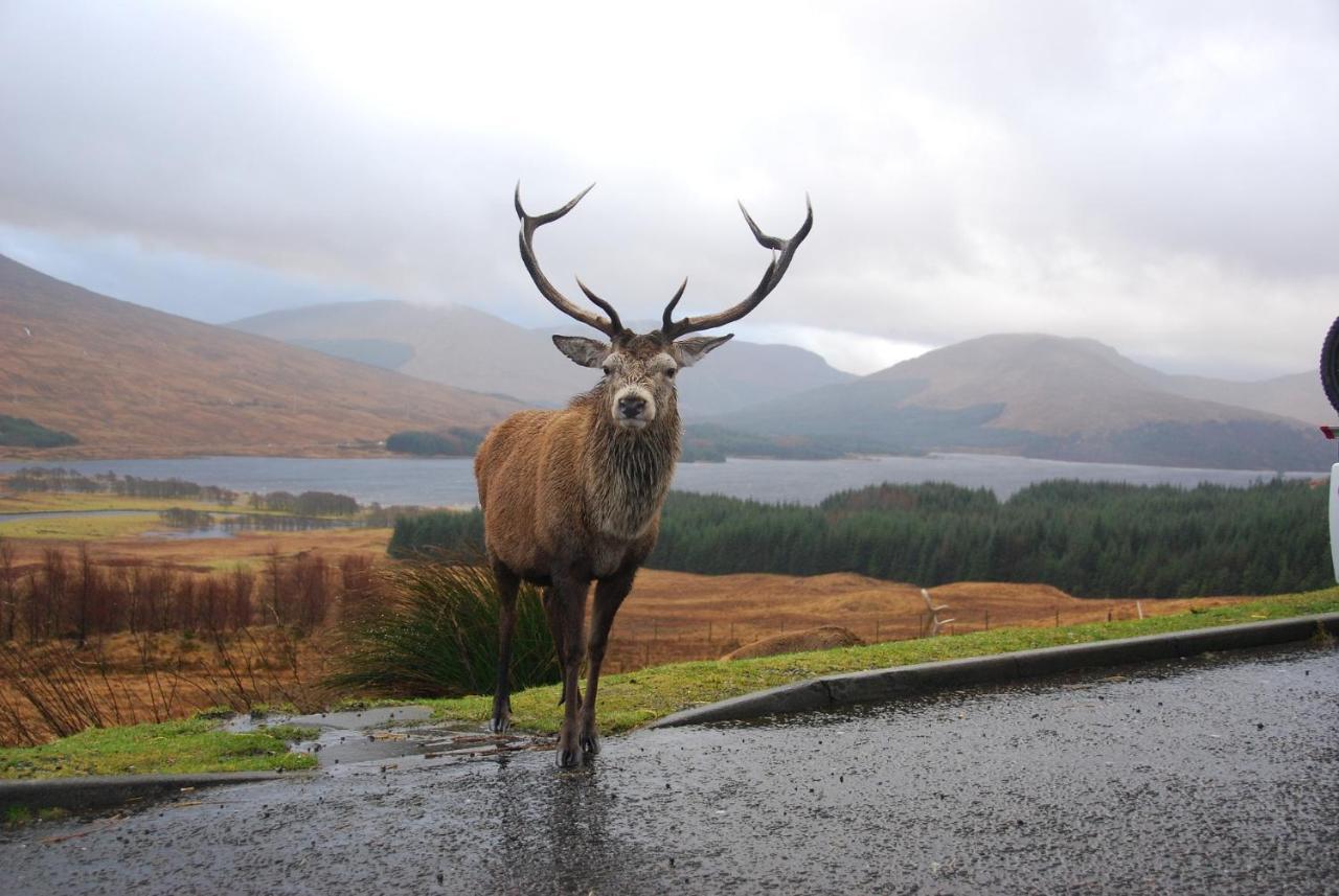 Little Fox Lodge Luxury Hideaway With Hot Tub Glencoe Near Fortwilliam (Adults Only) Bagian luar foto